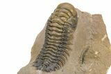 Beautiful Crotalocephalina Trilobite - Atchana, Morocco #235663-4